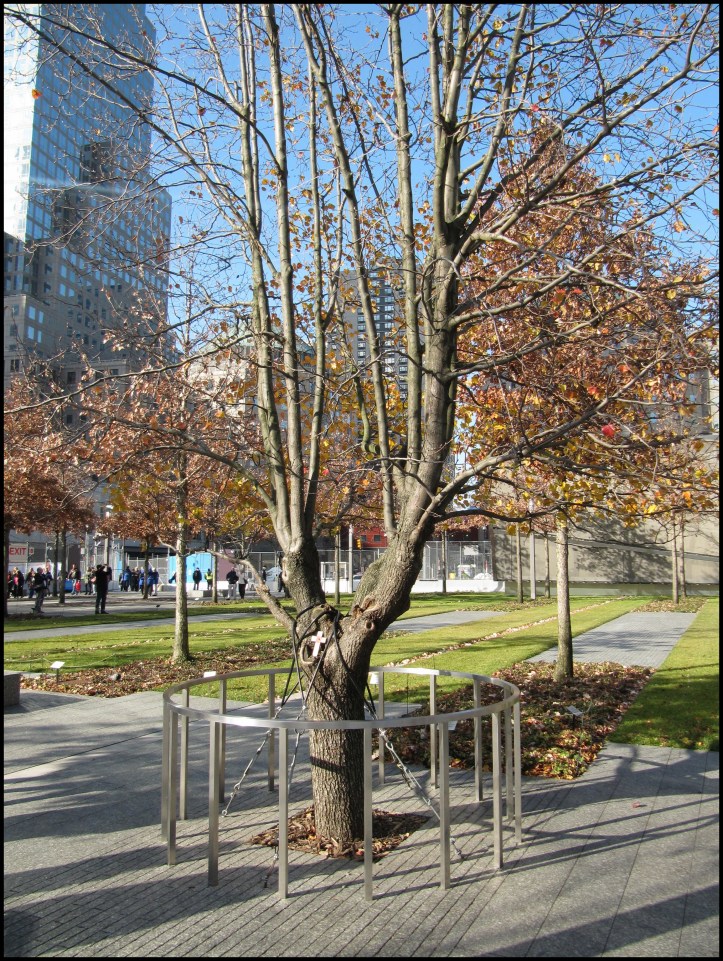 Survivor Tree  - Árbol superviviente