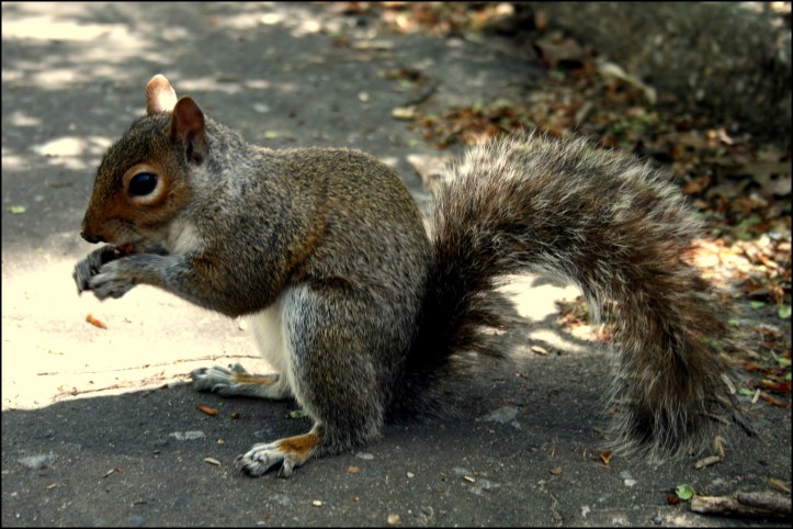 Ardilla en Central Park