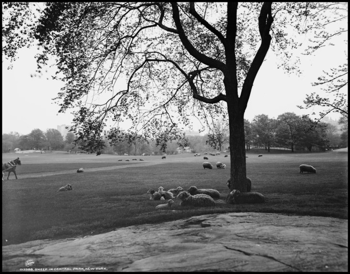 Sheep Meadow (1902)