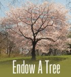 endow-tree