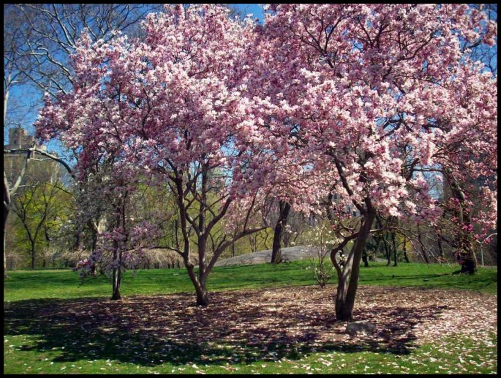 Cerezos Central Park