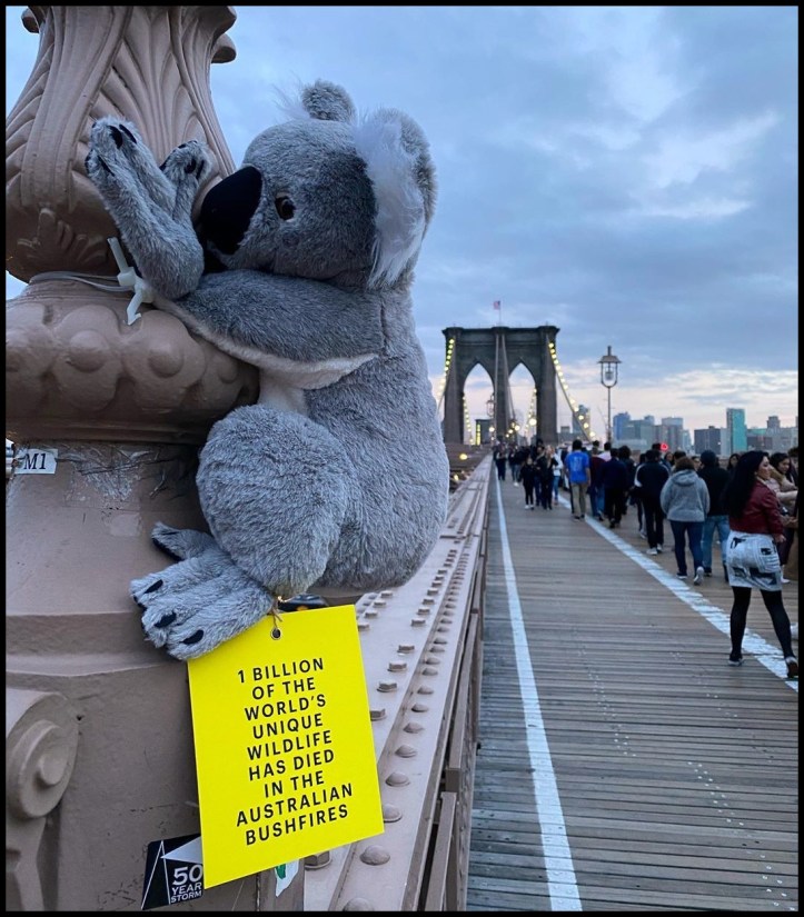 Koalas nyc